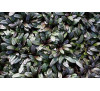 Аюга, Живучка повзуча Чоколад чіп (Ajuga reptans Chocolate Chip)